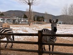 -大连森林动物园