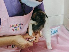 -北京观赏动物医院·24小时大型综合·猫专科·异宠专科