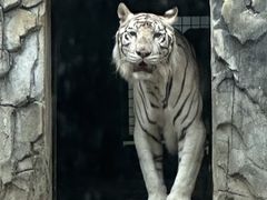 -黔灵山公园