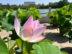-莲花池公园