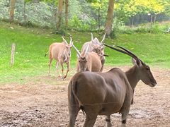 -北京野生动物园