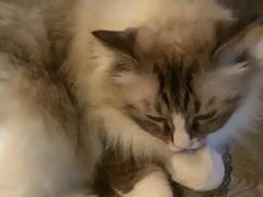 -白兔子密室(长寿路店)