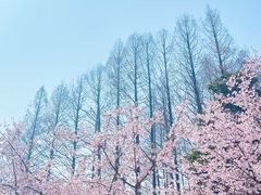 -杭州植物园