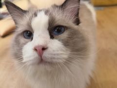 -1013 PET SHOP精品宠物商店(丁香店)