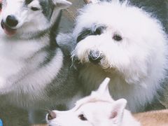 -TrueLove @ Neverland (Husky Cafe)