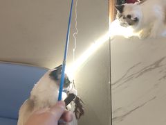 -喵喵咪呀布偶猫咖(春熙路店)