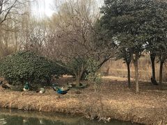 -西安浐灞国家湿地公园