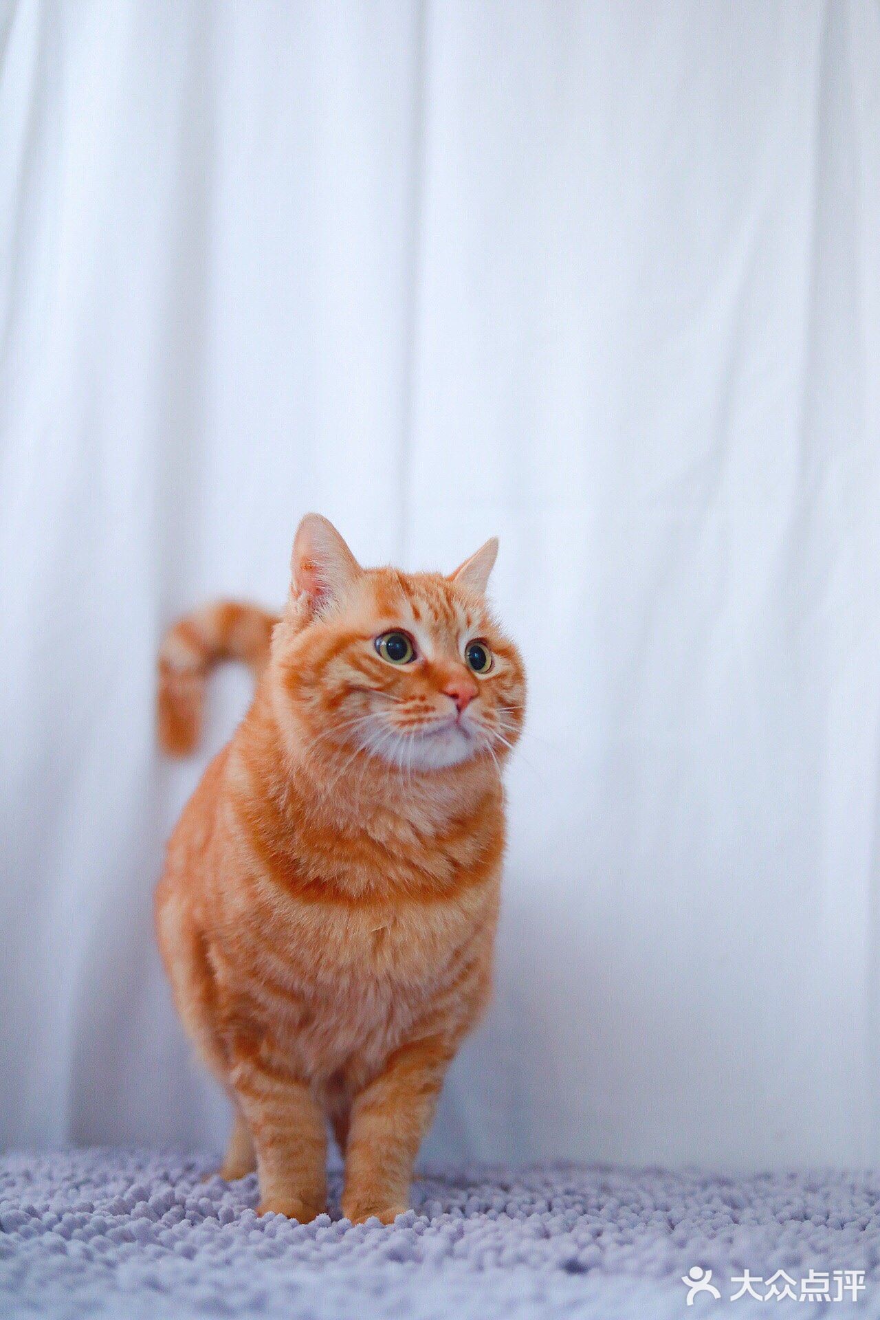 北京猫咪免费领养🐱胖大橘凰儿同学