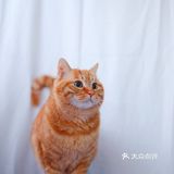 北京猫咪免费领养🐱胖大橘凰儿同学