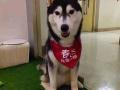 -Husky Go! 哈士奇体验馆·宠物咖啡厅狗咖