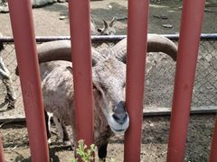-沈阳森林动物园