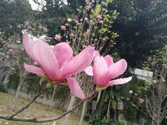 -晓港公园