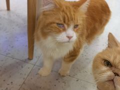 -喵园·猫主题咖啡厅·撸猫·猫咖(国贸店)