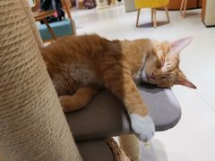 -藏猫猫咖啡主题馆(中央大道店)