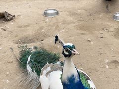-沈阳鸟岛