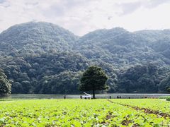 -广州市石门国家森林公园