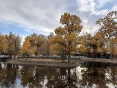 -金塔沙漠胡杨林景区