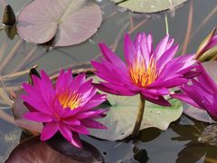 -国家植物园南园