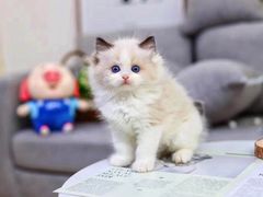 -猫十亿·布偶金渐层·曼基康矮脚猫舍(青年路店)