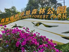 -西双版纳原始森林公园