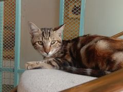 -喵屿·大理花园猫咖