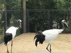 -盐城丹顶鹤湿地生态旅游区