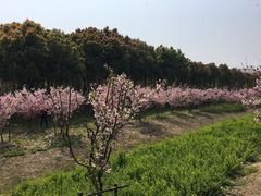 -江阴敔山湖公园
