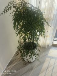 -HEYAN荷妍专业脱毛连锁机构