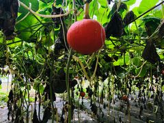 -万源龙顺度假庄园生态观光园