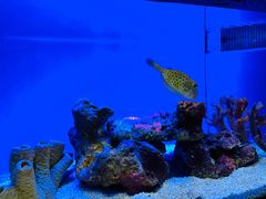 -上海海洋水族馆