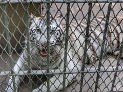 -西安秦岭野生动物园