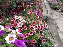 -三圣花乡旅游区