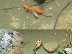 -淀里船宴(卓达店)