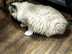 -中农大我爱我爱24h动物医院·中医针灸·猫专科·骨科医疗中心(双井店)