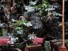 -Fern Forest Cafe