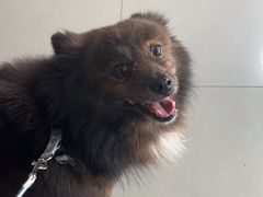 -爱侣宠医·鹦鹉专科·小型哺乳类·异宠专科(灵石路店)