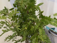 -登特口腔医院(鼓楼东街口店)