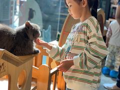 -more than meow吴止猫主题餐厅(承德 中船汇店)