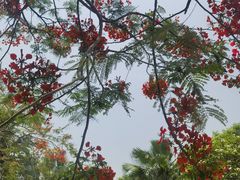 -曼听御花园