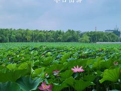 -长春市南湖公园