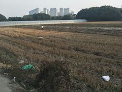 -胜丰草莓采摘园