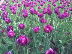 -长春公园(普阳街道)