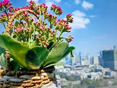 -萨芭蒂高空花园餐酒吧