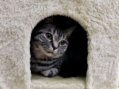 -美联众合宠物医院·爱萌分院·内外科·猫科中心