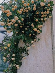 -扶摇阁旗袍|汉服造型工作室