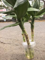 点击看大图 -上海宏康医院·医疗美容科