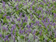 -西湖风景区-江洋畈生态公园