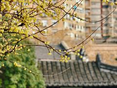 -南京市民俗博物馆(甘熙故居)