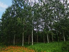 -翠湖国家城市湿地公园