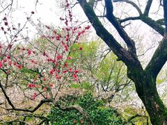 -西湖外事游船(花港观鱼码头)